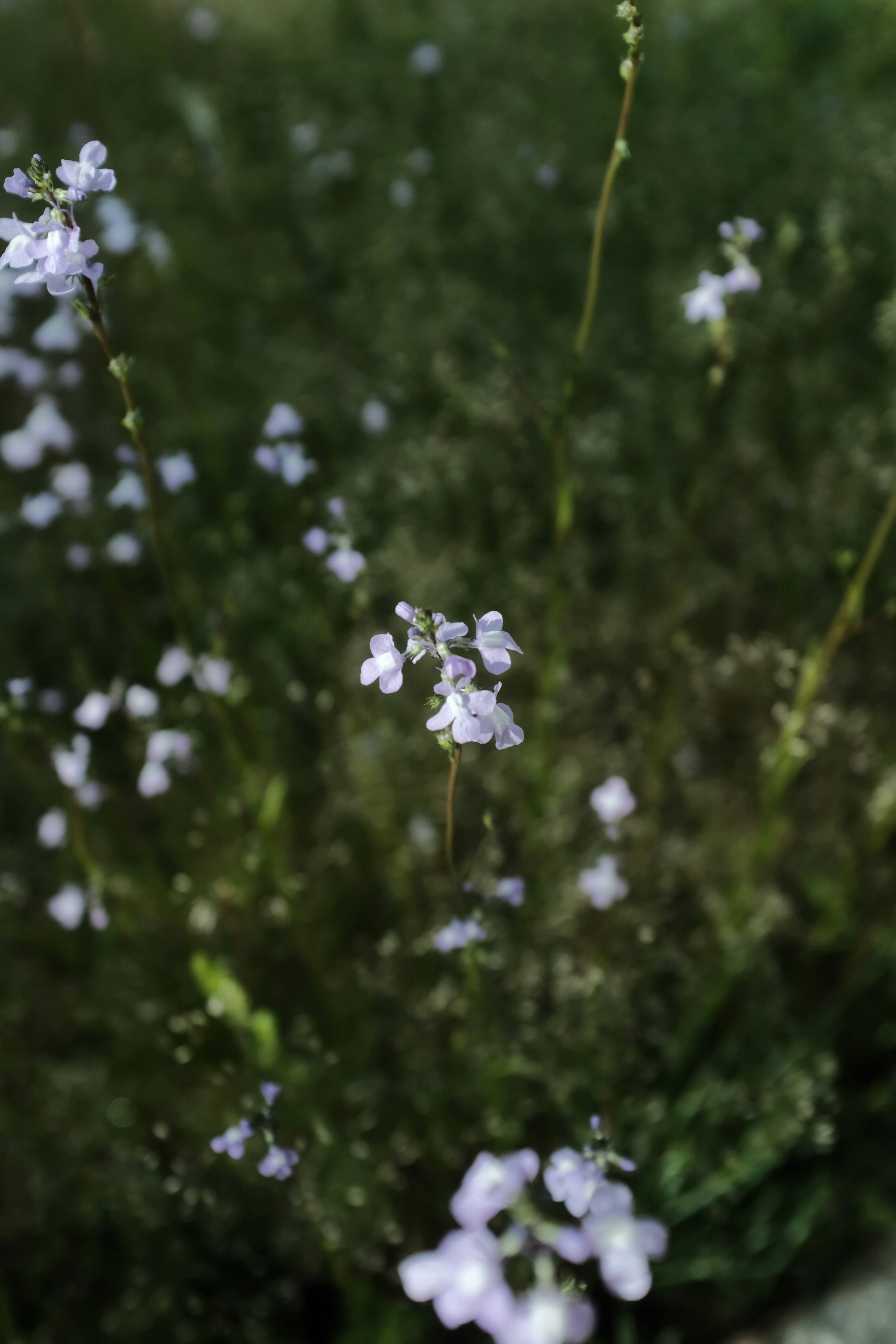 white flower in tilt shift lens